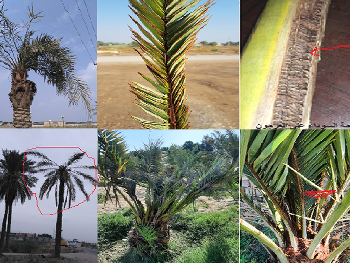 Black Scorch disease on date palms